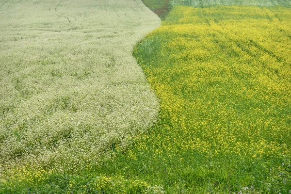 Gryka rzepak kwiaty pole biały żółty — Zdjęcie stockowe