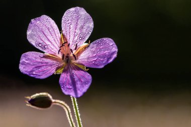 kır çiçeği sardunya çayır çiğ damla