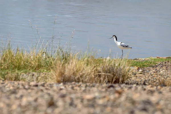 Avosetta jezioro ptak lato — Zdjęcie stockowe