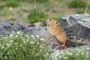 pika taşları kemirgen