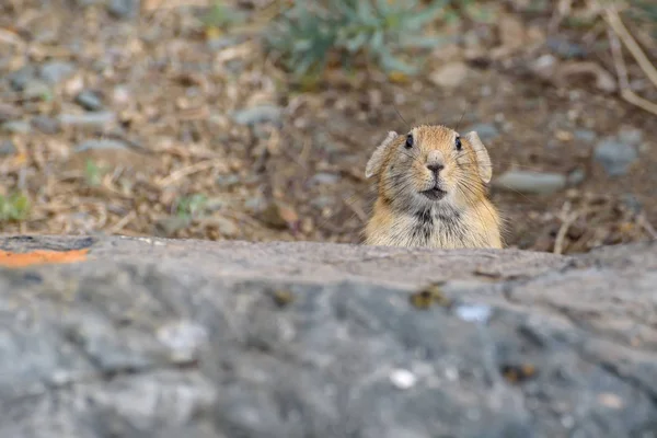 Pika stones rodent — Stock Photo, Image