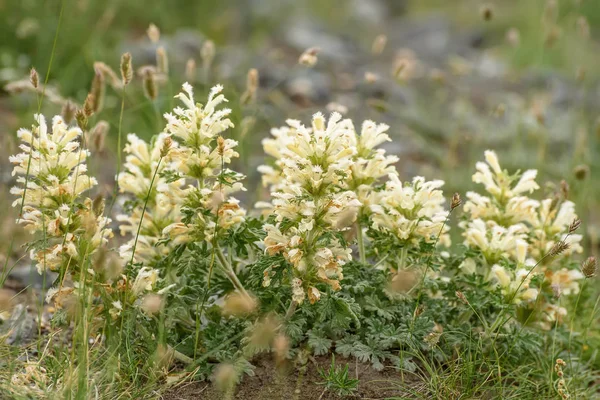 Panzeria bloemen gele close-up helling — Stockfoto