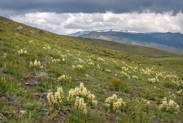 Květiny panzeria hory sklon mračen — Stock fotografie