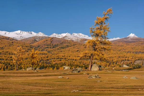 Hory strom podzim zlatý sníh — Stock fotografie