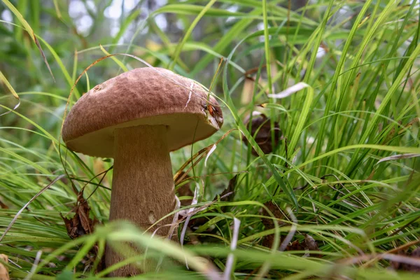 mantar boletus orman çim