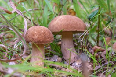 mantar boletus orman çim