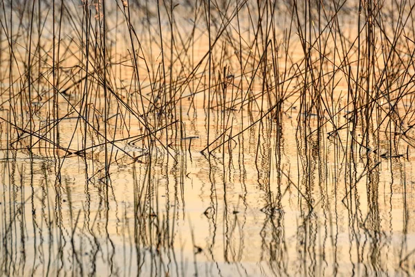 要旨乾燥した草の薄い茎の自然な背景と日没時に湖の水面への反射 — ストック写真