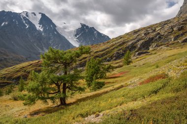 Güzel yaz manzarası, karaçam ağacı ve cüce huş ağaçlarıyla dağların arka planında ve bir buzulda.