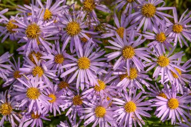 Leylak çiçekli güzel çiçek arkaplanı. Alp (Aster alpinus) Çimenlerdeki çiy damlalarıyla yakın plan.