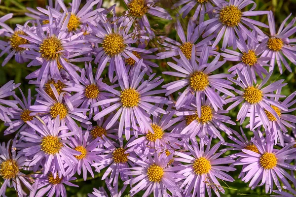 Vacker Blommig Bakgrund Med Lila Blommor Aster Alpin Aster Alpinus — Stockfoto