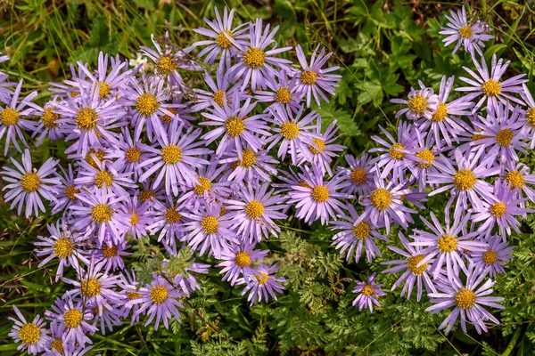 Krásné Květinové Pozadí Šeříkové Květy Astrální Alpské Aster Alpinus Horní — Stock fotografie
