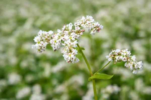 Belles Fleurs Blanches Délicates Sarrasin Fagopyrum Esculentum Gros Plan Sur — Photo