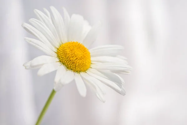 Beautiful White Delicate Meadow Daisy Flower Close White Curtains Background — Stock Photo, Image