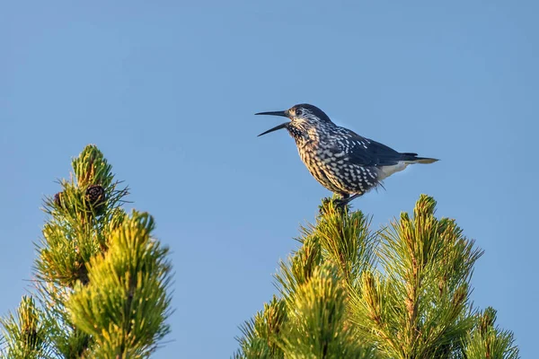 Bird Nutcracker Nucifraga Caryocatactes Närbild Sitter Och Sjunger Toppen Ceder Stockbild