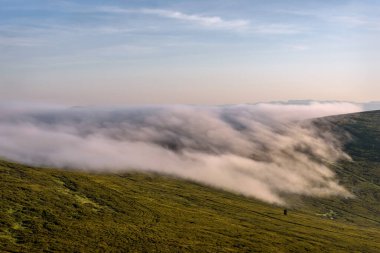 Dağın tepesinden süzülen güzel, tüylü bir sis ve şafak vakti dağın yamacında cüce huş ağaçlarının arasında sedir ağacı ile muhteşem bir manzara.