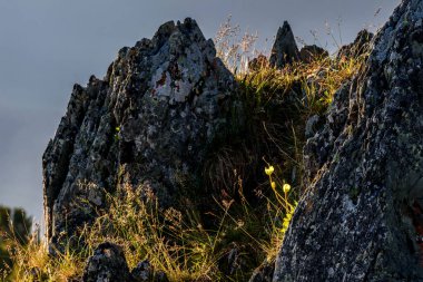 Dağlarda yüksek bir kayanın tepesinde bulanık bir arka planda yetişen güzel sarı gelincikler (Papaver radicatum).
