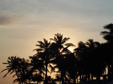 öğleden sonra plajda hindistan cevizi avuç içi neredeyse gün batımı