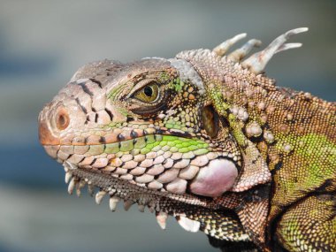 sürüngen güzel bir renk ile bir yere bakın