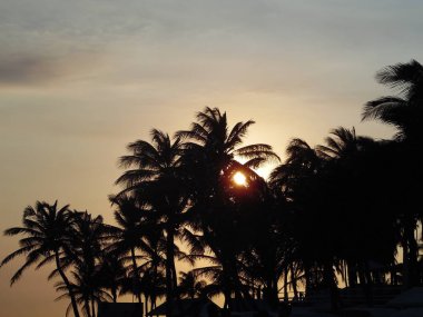 mükemmel bir günbatımı geri ile plajda hindistan cevizi ağacı