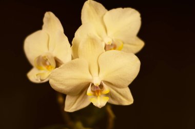 Siyah arkaplanda sarı orkide