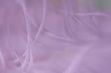 Beyaz tüylü soyut arka plan