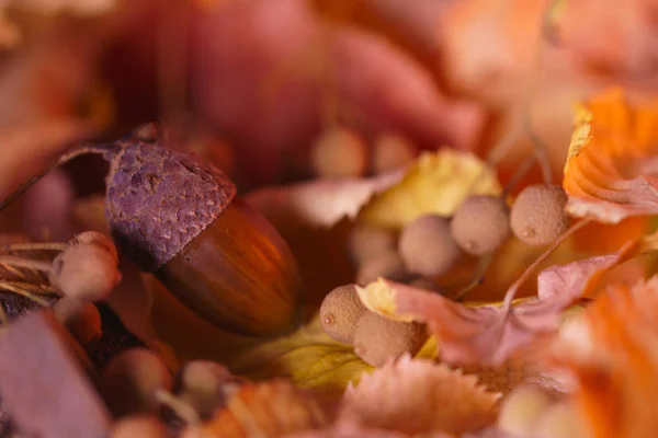 Autumn Background Leaves Acorn — Stock Photo, Image