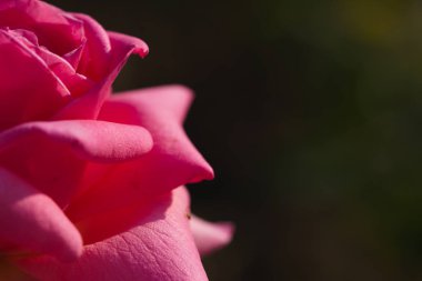 Yeşil arka planda pembe gül