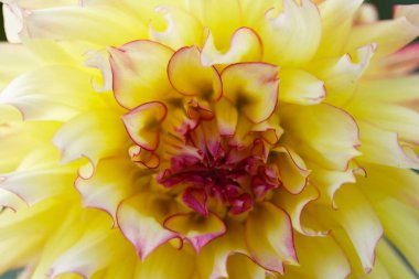 tatlı güzel sarı çiçek