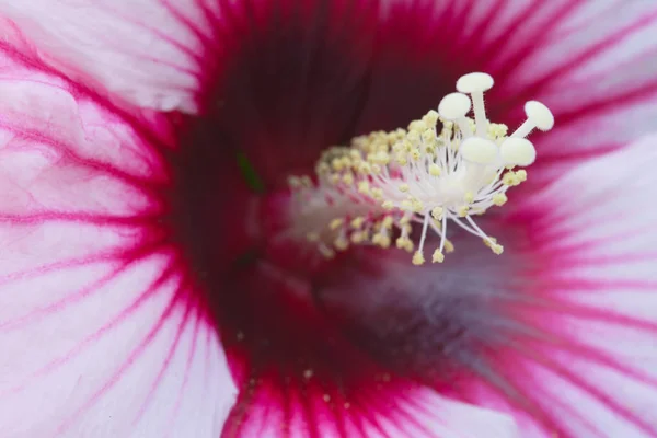 Macro Photo Pink Flower — Stock Photo, Image
