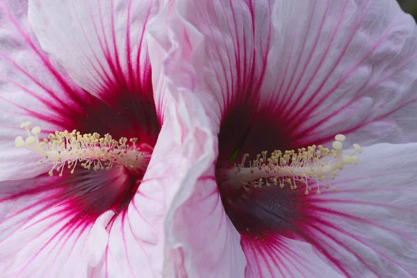 Closeup Photo Two Flowers — Stock Photo, Image