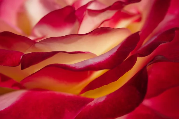 Red Pink Yellow Rose Macro — Stock Photo, Image