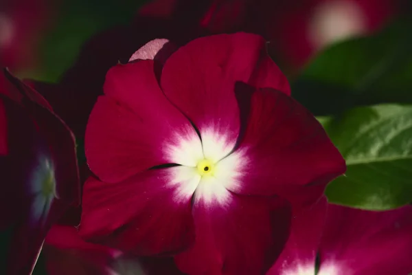 Красива Червона Квітка Зеленим Листям — стокове фото
