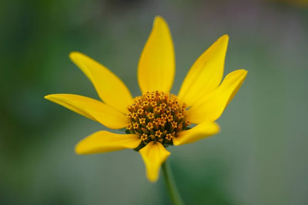 Soft yellow flower, macro photography