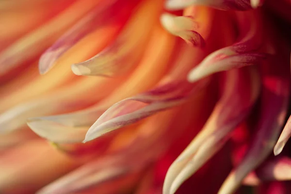 Closeup Red Flower Petals Background — Stock Photo, Image