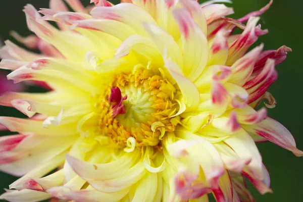 Flor Dahlia Com Pétalas Amarelas Rosa — Fotografia de Stock