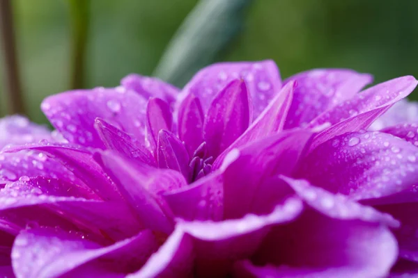 Closeup Photo Purple Dahlia Flower — Stock Photo, Image