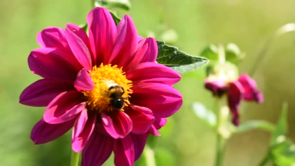 Bumblebee Coleta Pólen Flor Vermelho Púrpura — Vídeo de Stock