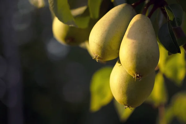 Yellow pears on tree, ripe pears on sunlight