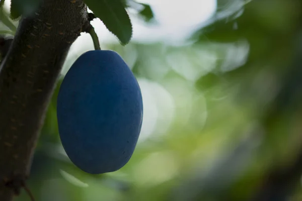 Plum on branch, ripe plums on tree, fresh fruit