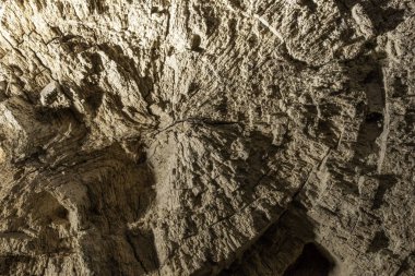 Ahşap arka plan dokusu, ahşap bölüm