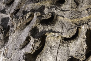 Benzersiz doku ile bir meşe ağacının Kabuğu