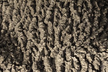 eski bir meşe ağacının kabuğu