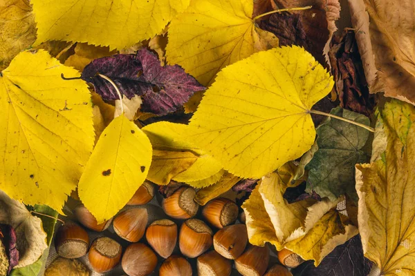秋叶和薄荷背景 — 图库照片