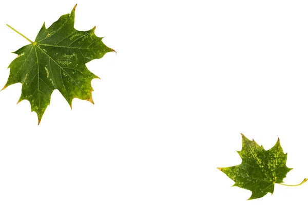 Δύο Πράσινα Maple Φύλλα Απομονωθεί Λευκό Φόντο — Φωτογραφία Αρχείου