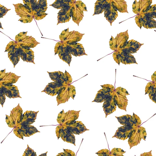 Herbstblätter Isoliert Auf Weißem Hintergrund Ahornblattmuster — Stockfoto