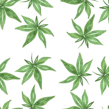 Marihuana yaprağının kusursuz deseni, kenevir yaprağının izole edilmiş hali