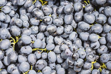 Siyah üzümleri ve bir demet kırmızı üzümü kapat.