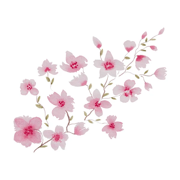 Aquarel Kersenbloesem Tak Geïsoleerd Wit Bloemen Illustratie Met Sakura Roze — Stockfoto