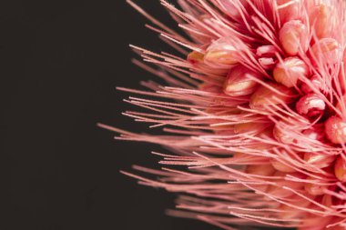 Siyah arkaplanda pembe buğday çıkıntısını kapat, kopyalama alanı olan buğday arkaplanını ayrıntılı olarak kapat