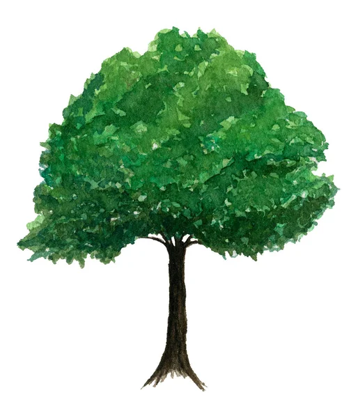 Acuarela Árbol Verde Aislado Blanco Acuarela Botánica Ilustración Ecología Concepto —  Fotos de Stock